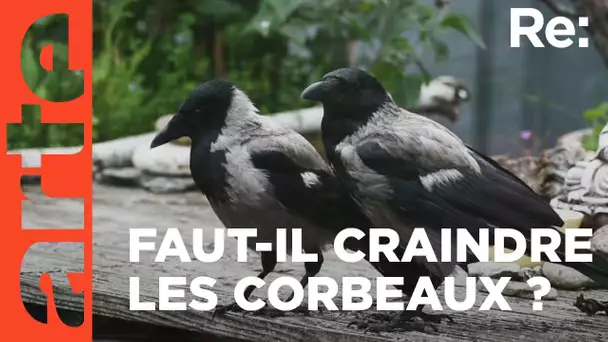 L'invasion de corbeaux en ville | ARTE Regards