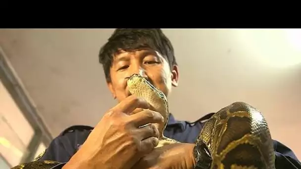 Thaïlande : Pinyo Pukpinyo, "le pompier qui murmure à l'oreille des serpents"
