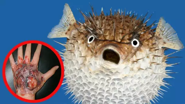 VOICI LE POISSON LE PLUS DANGEREUX DU MONDE !