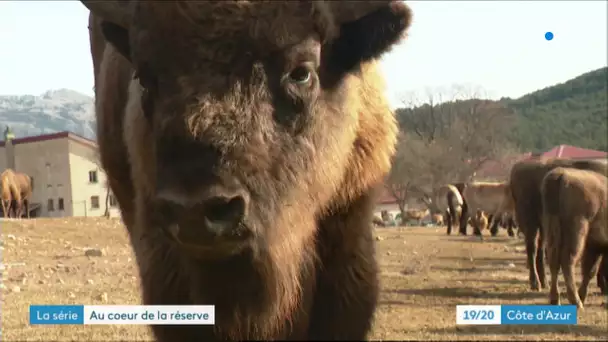 Au coeur de la réserve des Monts d'Azur : aux petits soins avec les bisons