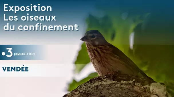 Exposition : Les oiseaux du confinement