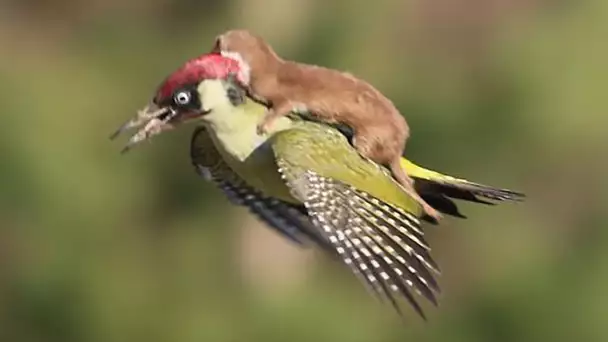 ANIMAUX QUI ONT SAUVÉS OU AIDÉS D’AUTRES ANIMAUX !