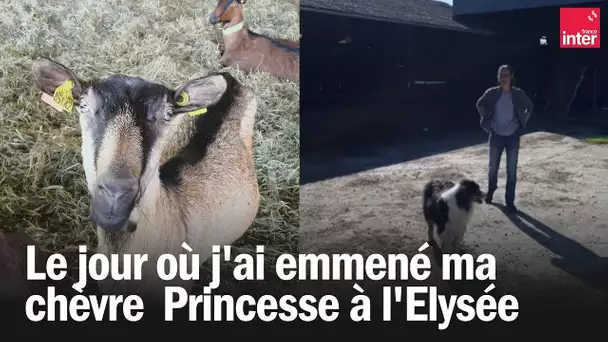 Le jour où pour sauver mon troupeau, j'ai emmené ma chèvre Princesse à l'Elysée