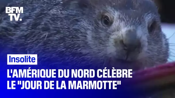 L'Amérique du Nord a honoré l'ancienne tradition du 'Jour de la marmotte' ce dimanche
