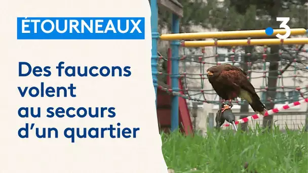 Des faucons effarouchent des milliers d'oiseaux, "on devait laver la voiture tous les deux jours"