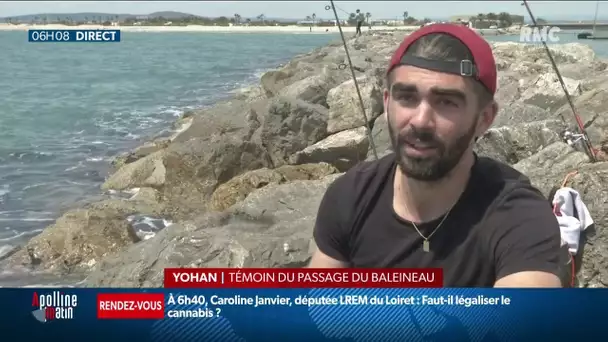 Un baleineau gris mal-en-point et fatigué aperçu à Palavas-les-Flots dans l'Hérault
