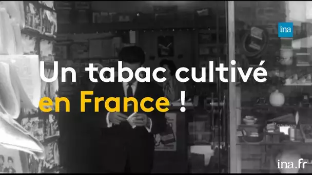 Le déclin de la culture tabacole française | Franceinfo INA