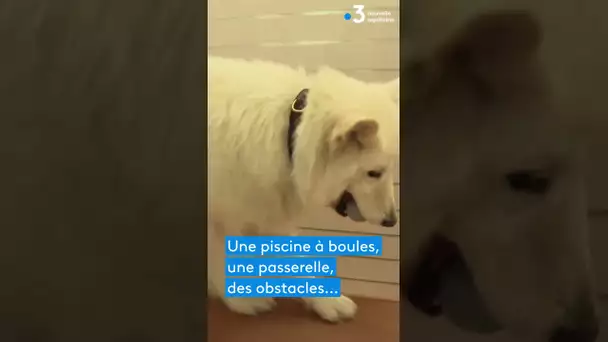 🐕 Une salle de jeux pour toutous