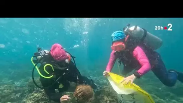 Étoiles de mer : menace sur les coraux