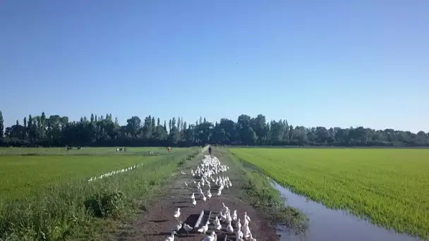 Ad'Oc : désherber des rizières grâce à des canards