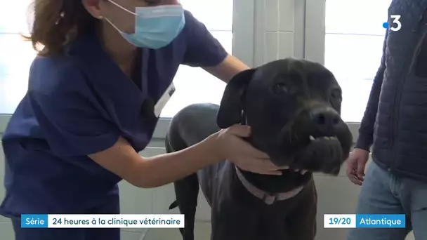 Série "Coulisses d'une clinique vétérinaire à La Rochelle" (n°4) : suivi d'un chien Cane corso