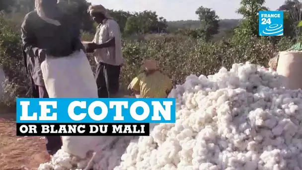 Le Mali, champion africain de la production de coton