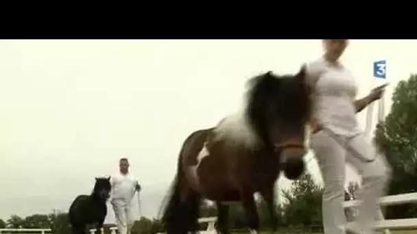 Mini shetland, maxi plaisir ! à Lignières dans le Cher