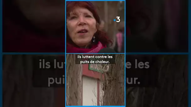 Greenpeace se mobilise contre l'abattage d'arbres au Mans