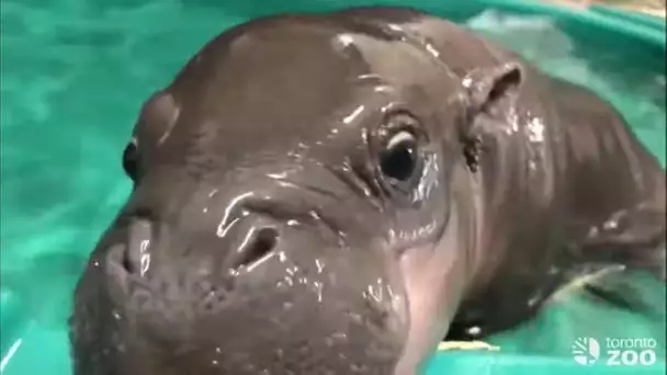 Naissance d'un bébé hippopotame nain en Bretagne