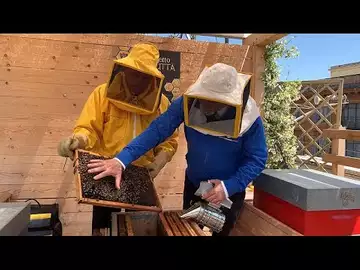 Les abeilles, sentinelles de l'environnement des carabiniers italiens