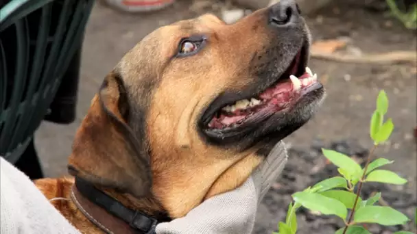 Mon chien et moi : Pedro et Dixie