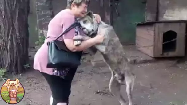 Animaux Réunis Avec Leurs Maîtres Après Des Années !