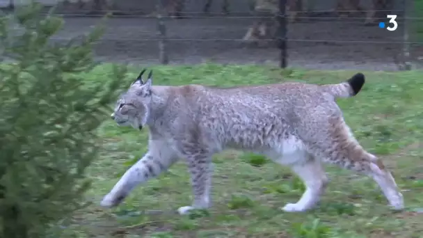 Landes : une seconde vie pour les sapins de Noël dans l'enclos des lynx du zoo de Labenne