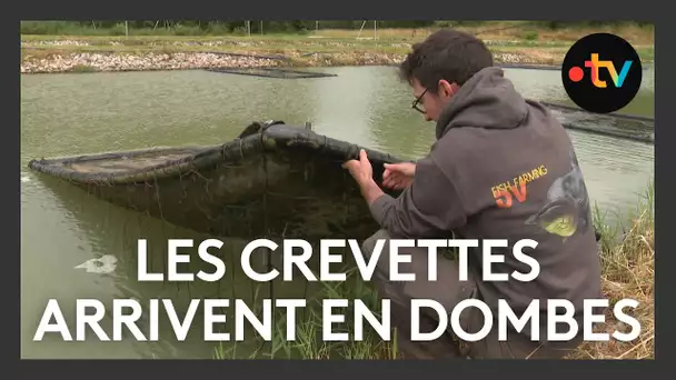 Elevage : les crevettes arrivent en Dombes