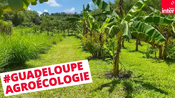 Guadeloupe : comment vivre dans un environnement chlordéconé ?