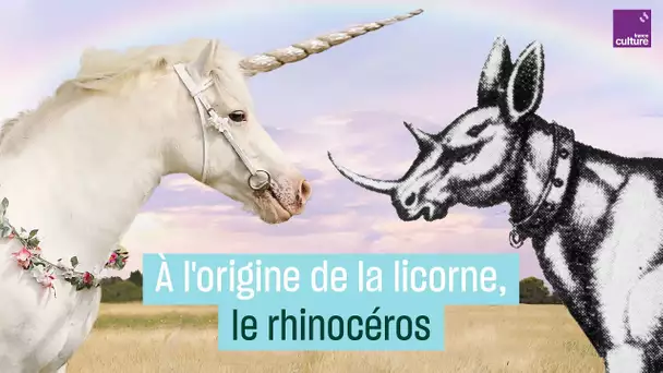 À l'origine de la licorne, le rhinocéros