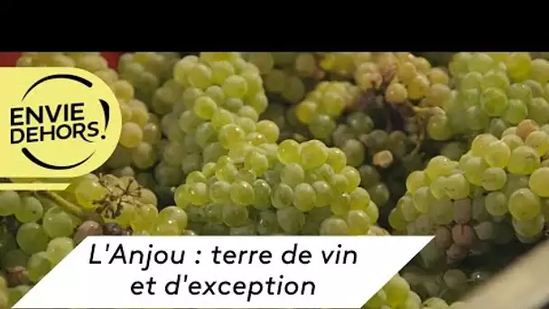 Au cœur des vendanges dans l'Anjou, une jeune vigneronne passionnée [extrait Envie Dehors]