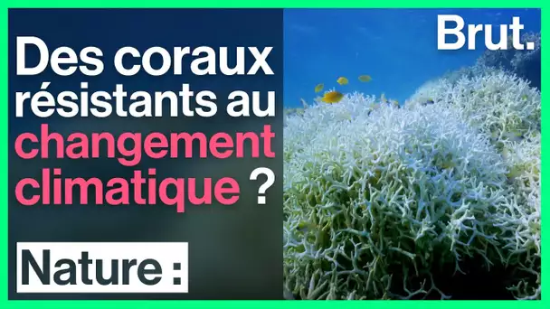 Des coraux résistants au changement climatique ?