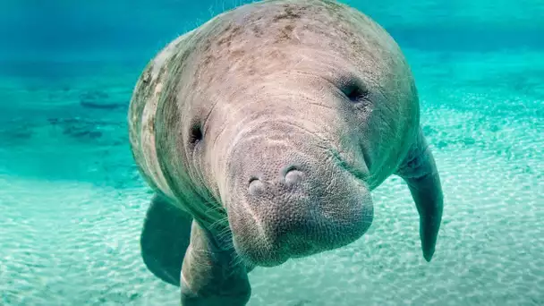 Un lamantin sauvé par une centrale à charbon - ZAPPING SAUVAGE