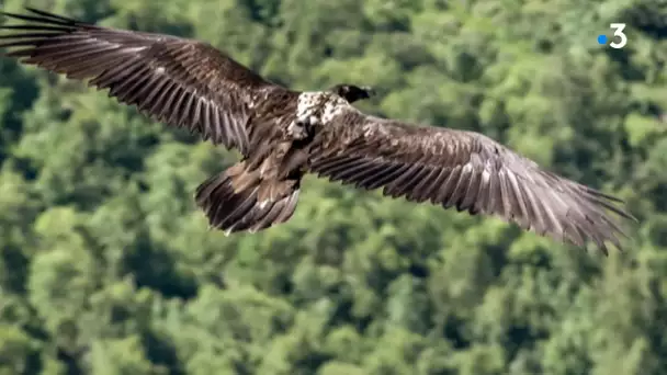 Le gypaète, espèce menacée, en expansion dans le Parc national de la Vanoise