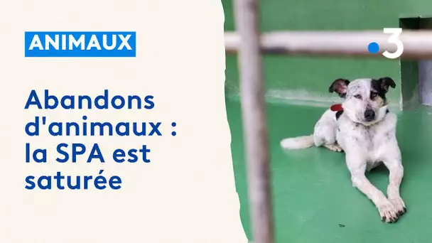 Abandons d'animaux : comme chaque été, la SPA est saturée