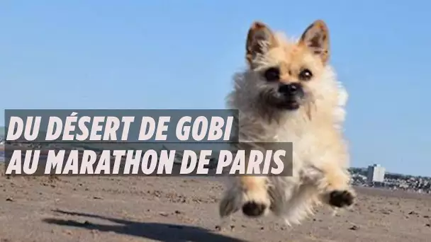 Le fabuleux destin de Gobi, premier chien à courir le marathon de Paris