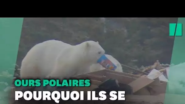 Pourquoi de plus en plus d'ours polaires entrent dans les villes?
