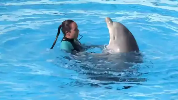 Maman dauphin est enceinte