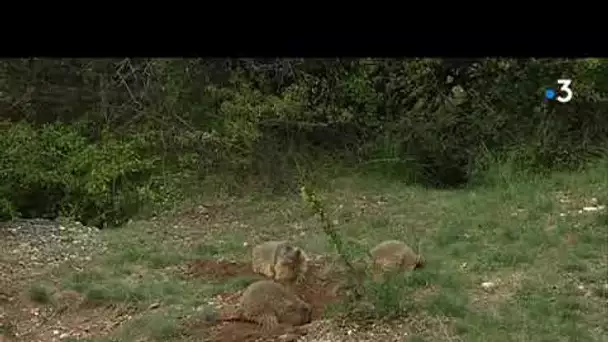 Fin de l&#039;hibernation, les marmottes sont sorties