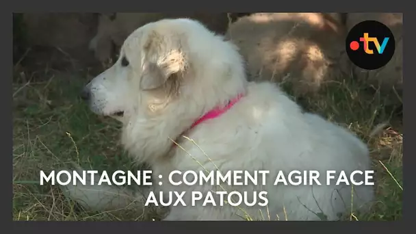 Gare aux patous en montagne