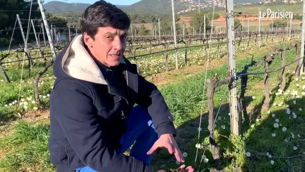 Le domaine de Figuiere : comment cultiver des vignes sans pesticide et des vins bio