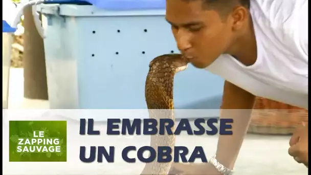 Il embrasse un cobra tueur - ZAPPING SAUVAGE 32