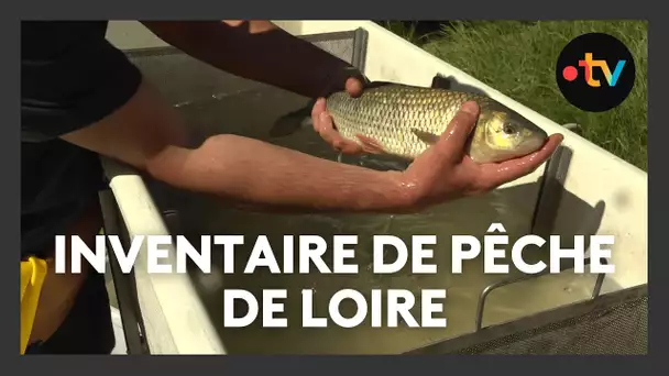 Inventaire de pêche de Loire : la rivière retrouve son lit et ses poissons à Bonny-sur-Loire
