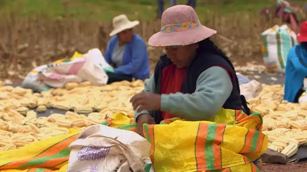 Pérou, voyage au pays du maïs