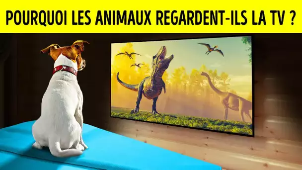 Les Chiens et les Chats Regardent-ils Vraiment la Télévision ?