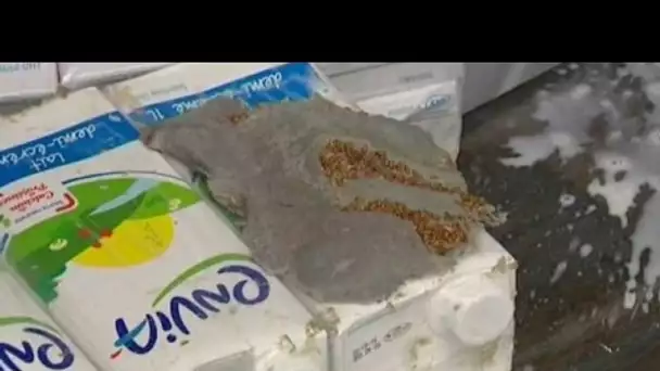 Des asticots dans une palette de lait