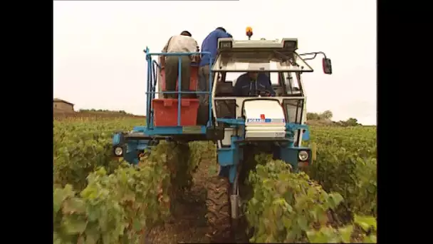 Beaujolais : 30 ans de combat pour la machine à vendanger