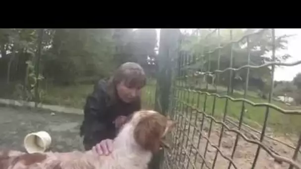 Hélios un chien à aider à sortir du refuge de la SPA