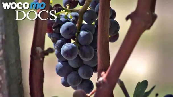 Global warming and wine | Viticulture and Climate Change (HD 1080p)