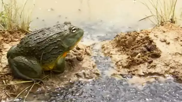 Un papa grenouille sauve 1000 enfants - ZAPPING SAUVAGE