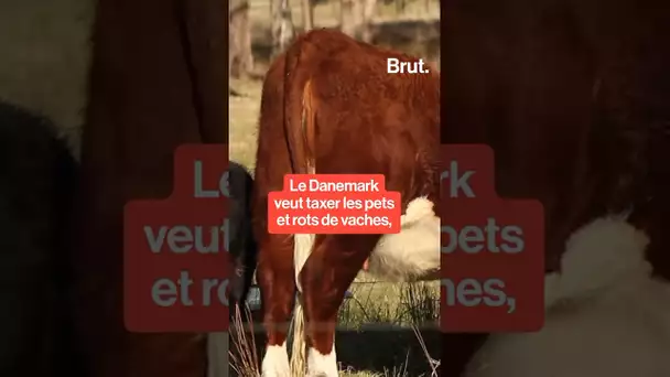 Le Danemark veut taxer les pets et rots de vaches.