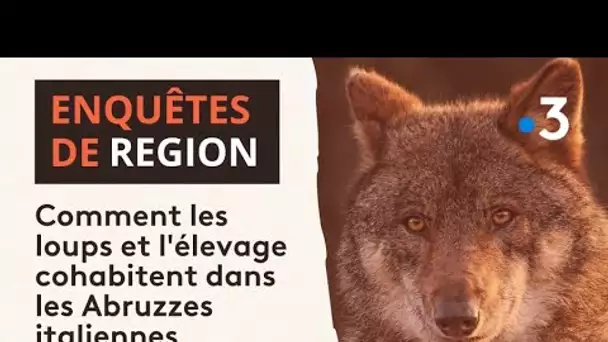 Enquête de région : comment les loups et l'élevage cohabitent dans les Abruzzes italiennes