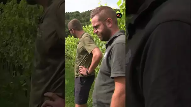 Le mildiou attaque les vignes
