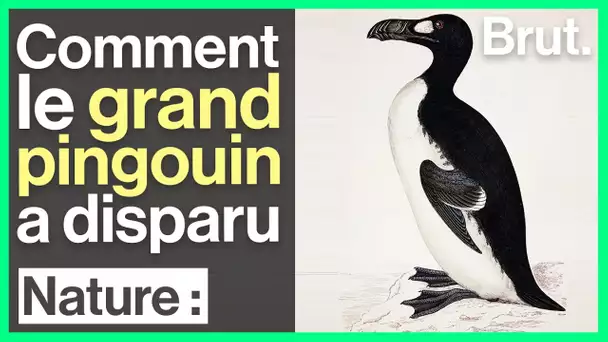 Comment le grand pingouin a disparu